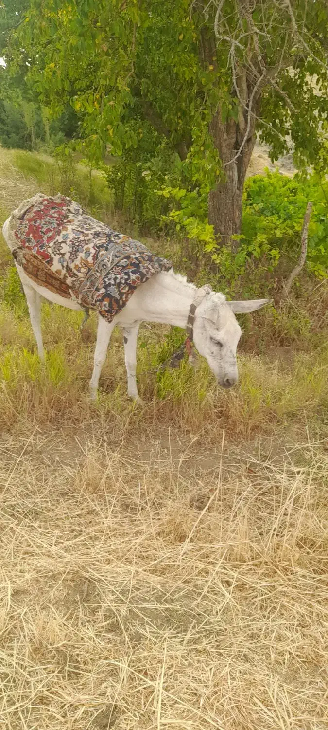 الاغ ماده|حیوانات مزرعه|سربند, |دیوار