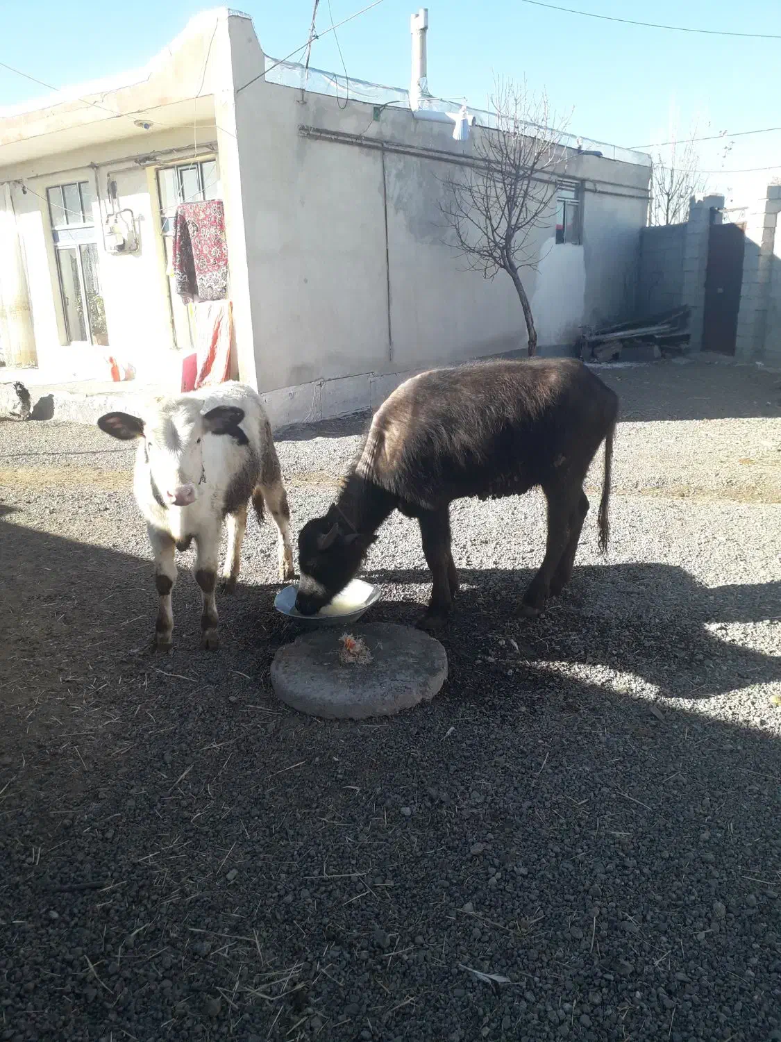 باسلام‌‌‌گاومیش‌نر‌وگوساله‌نرسیمنتال‌|حیوانات مزرعه|کوراییم, |دیوار