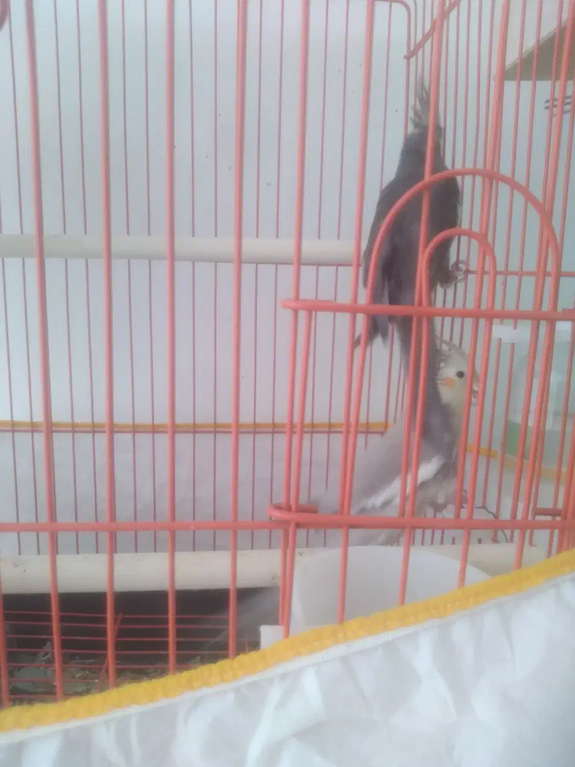 عروس ماده|پرنده|رفسنجان, |دیوار