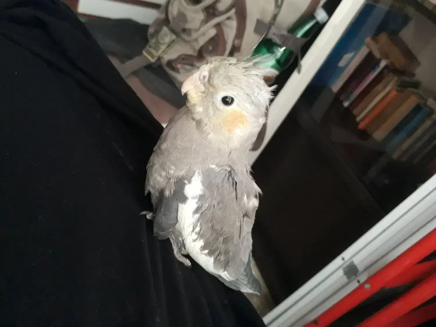 عروس هلندی|پرنده|کرج, مصباح|دیوار