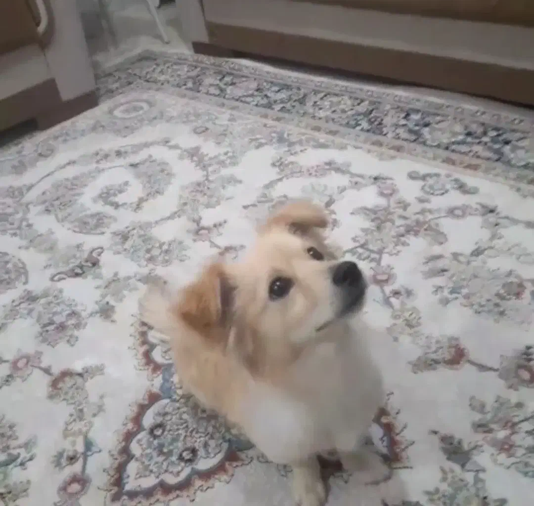 سگه حرف گوش کن بازیگوش|سگ|دیواندره, |دیوار