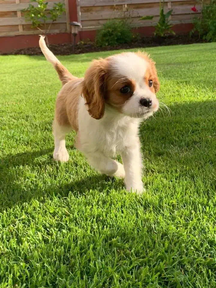 توله ۱۵۰۰|سگ|اصفهان, پزوه|دیوار