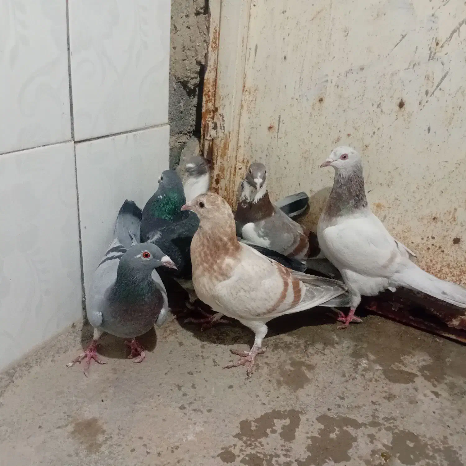 کبوتر|پرنده|گرمخان, |دیوار