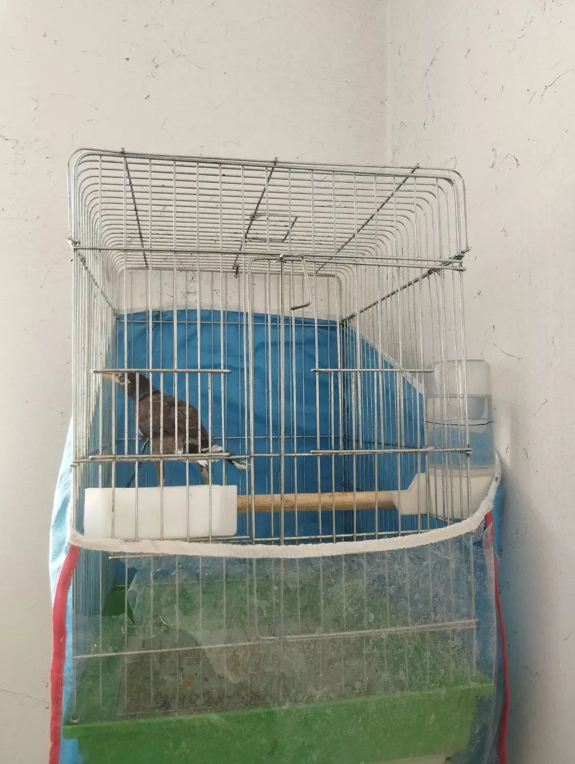 مرغ مینا آواز خوان|پرنده|شیراز, شهرک مهرگان|دیوار