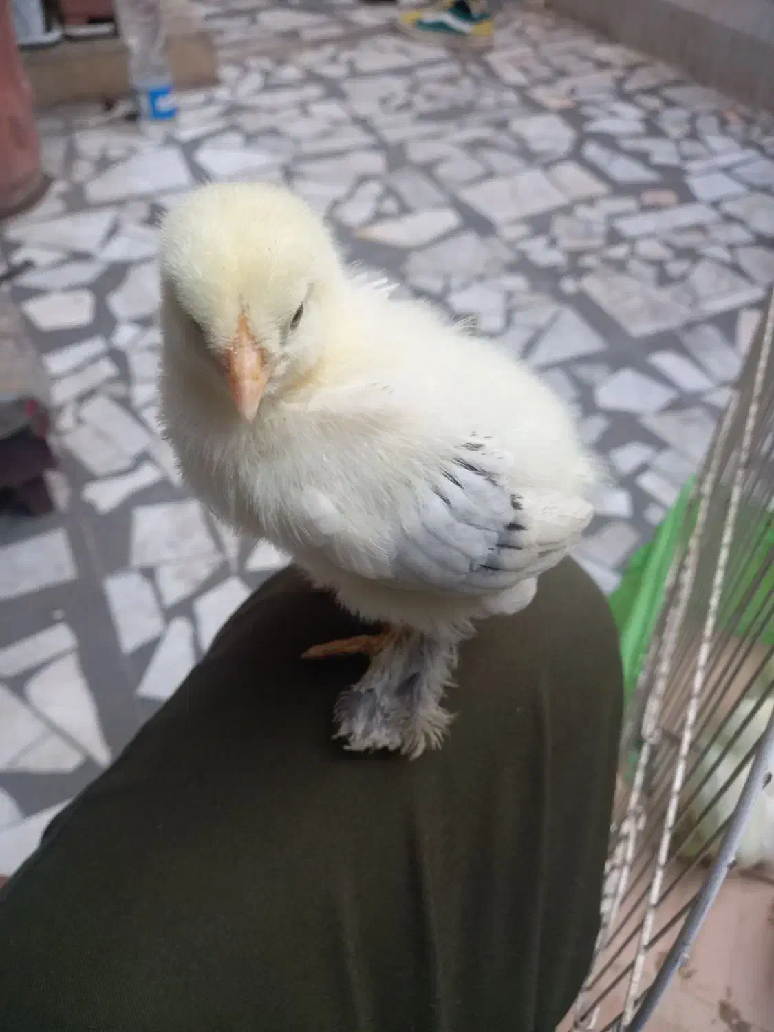 برهما|حیوانات مزرعه|رشت, باهنر|دیوار