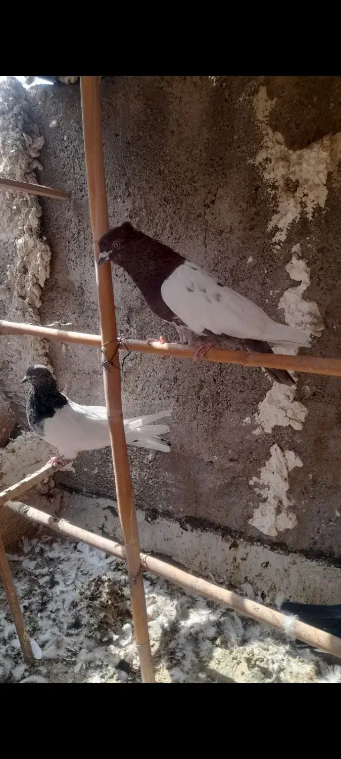 نر کله سرخ کاکلی|پرنده|قم, علی آباد سعدگان|دیوار