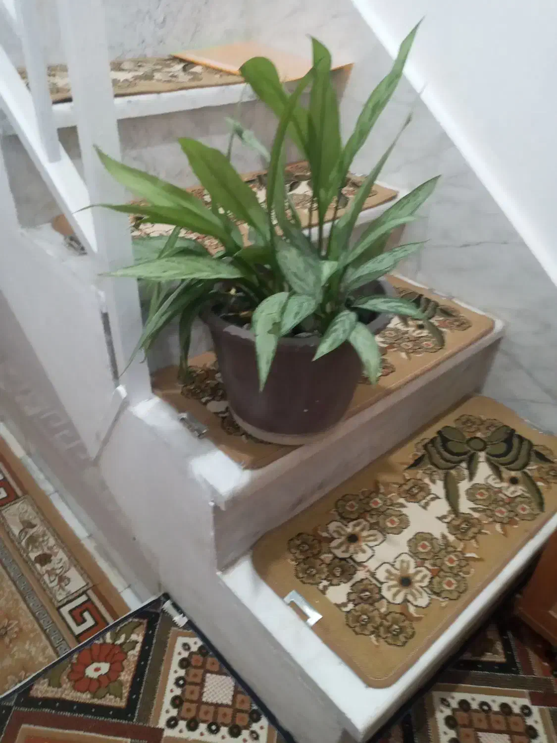 گل طبیعی سالم|گل و گیاه طبیعی|کرمانشاه, |دیوار