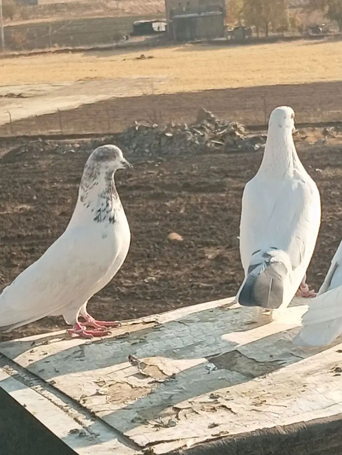 یک جفت کبوتر|پرنده|مریوان, |دیوار