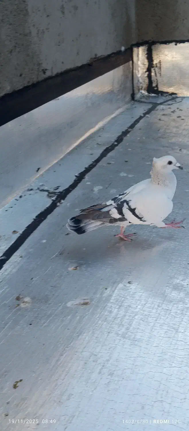 سلام دوتا کبوتر شامی کاکلی ماده درشت بدرنگ نر|پرنده|الوند, |دیوار