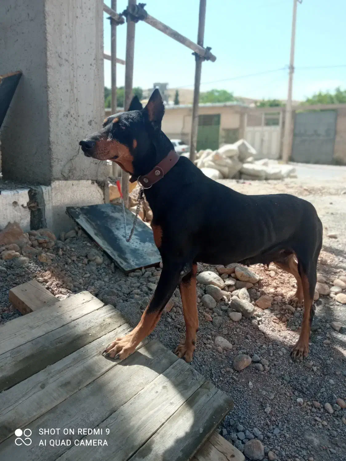 سگ دوبرمن ماده جون|سگ|شیراز, گویم|دیوار