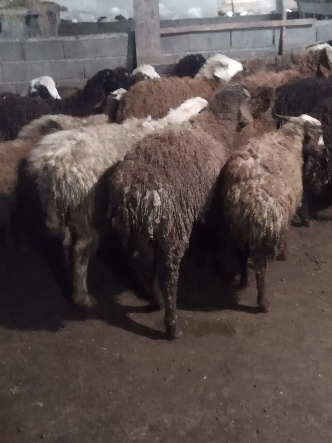 بره نر|حیوانات مزرعه|زرگرشهر, |دیوار