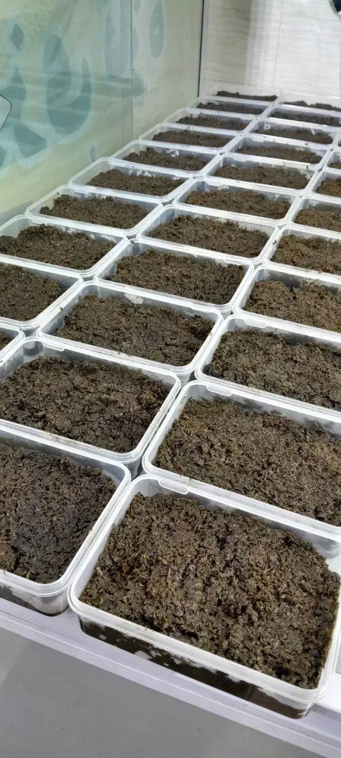 کار در کارگاه سبزیجات آماده طبخ|استخدام خدمات فروشگاه و رستوران|لاهیجان, یوسف آباد|دیوار