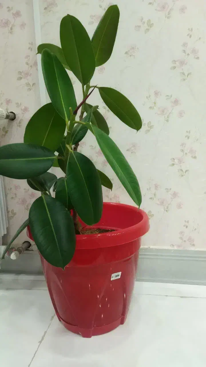 یک عدد گل طبیعی گوش فیلی با گلدان|گل و گیاه طبیعی|سنندج, |دیوار