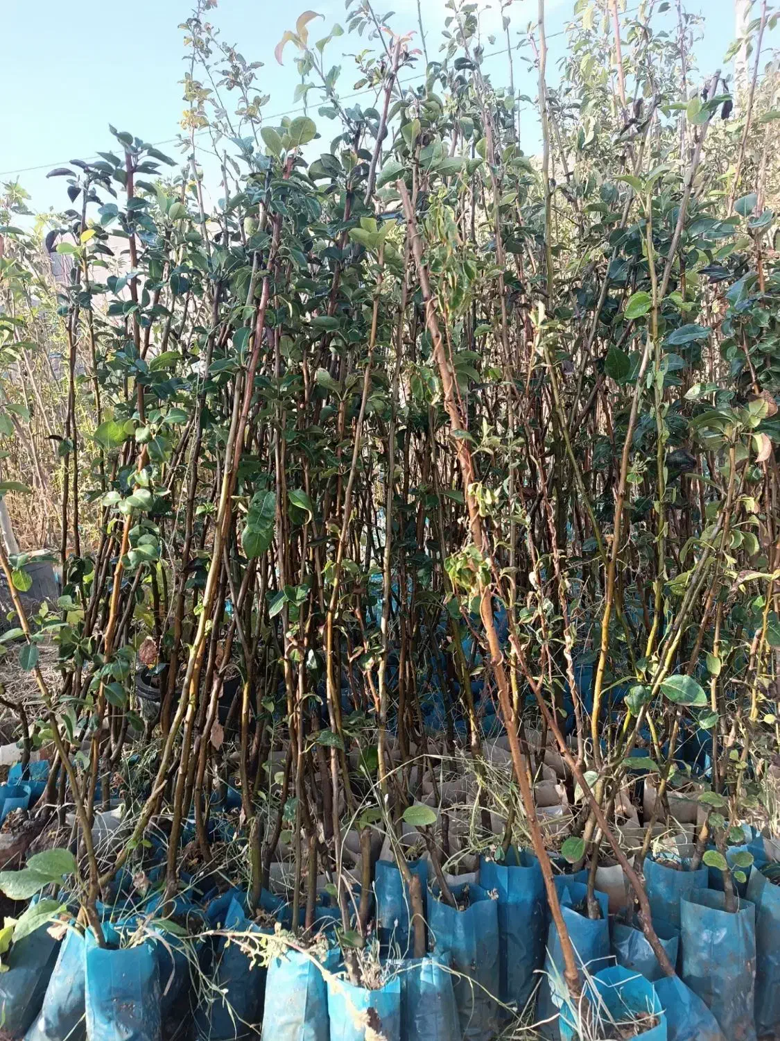 صنوبر / گلابی/ انار / پیوندی / احمد آقایی|خدمات باغبانی و درختکاری|تاکستان, |دیوار