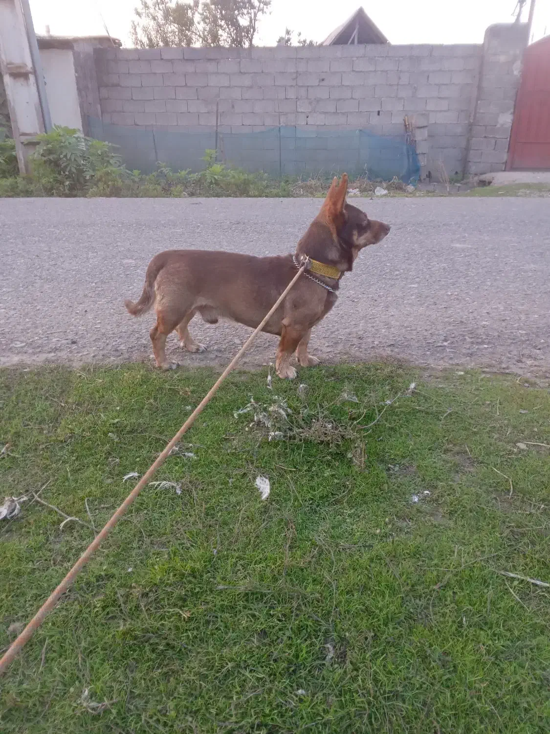 تدی سگ کوچولو|سگ|خشکبیجار, |دیوار