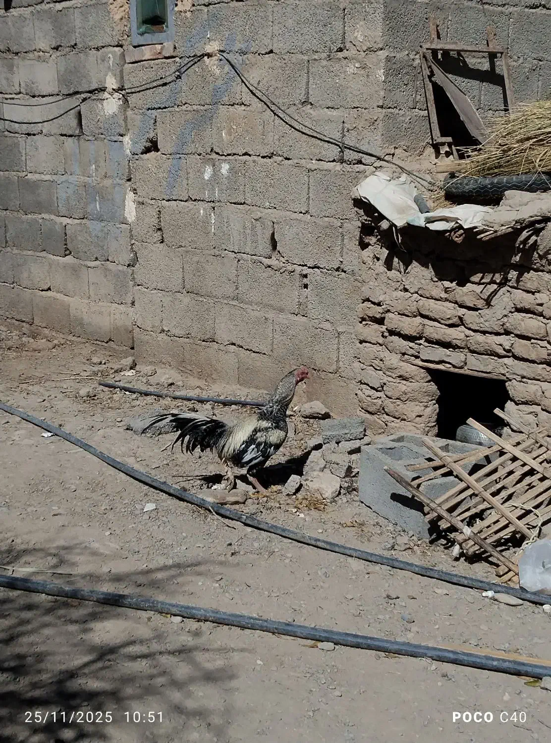 خروس لاری مایل به معاوضه|حیوانات مزرعه|پسکوه, |دیوار