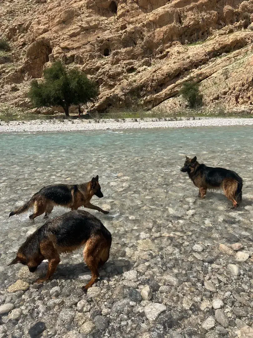 ژرمن شولاین|سگ|اهواز, فاز ۱ پادادشهر|دیوار