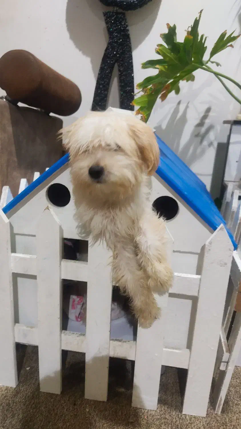 واگذاری سگ شیتزو رایگان|سگ|لامرد, |دیوار