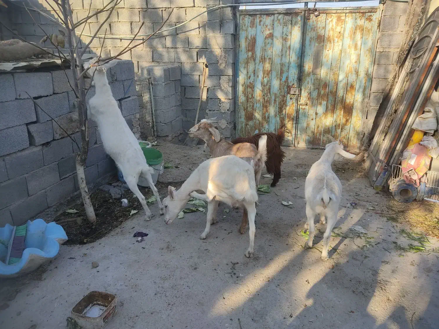 بز سانن و آلپاین در فریمان|حیوانات مزرعه|فریمان, |دیوار