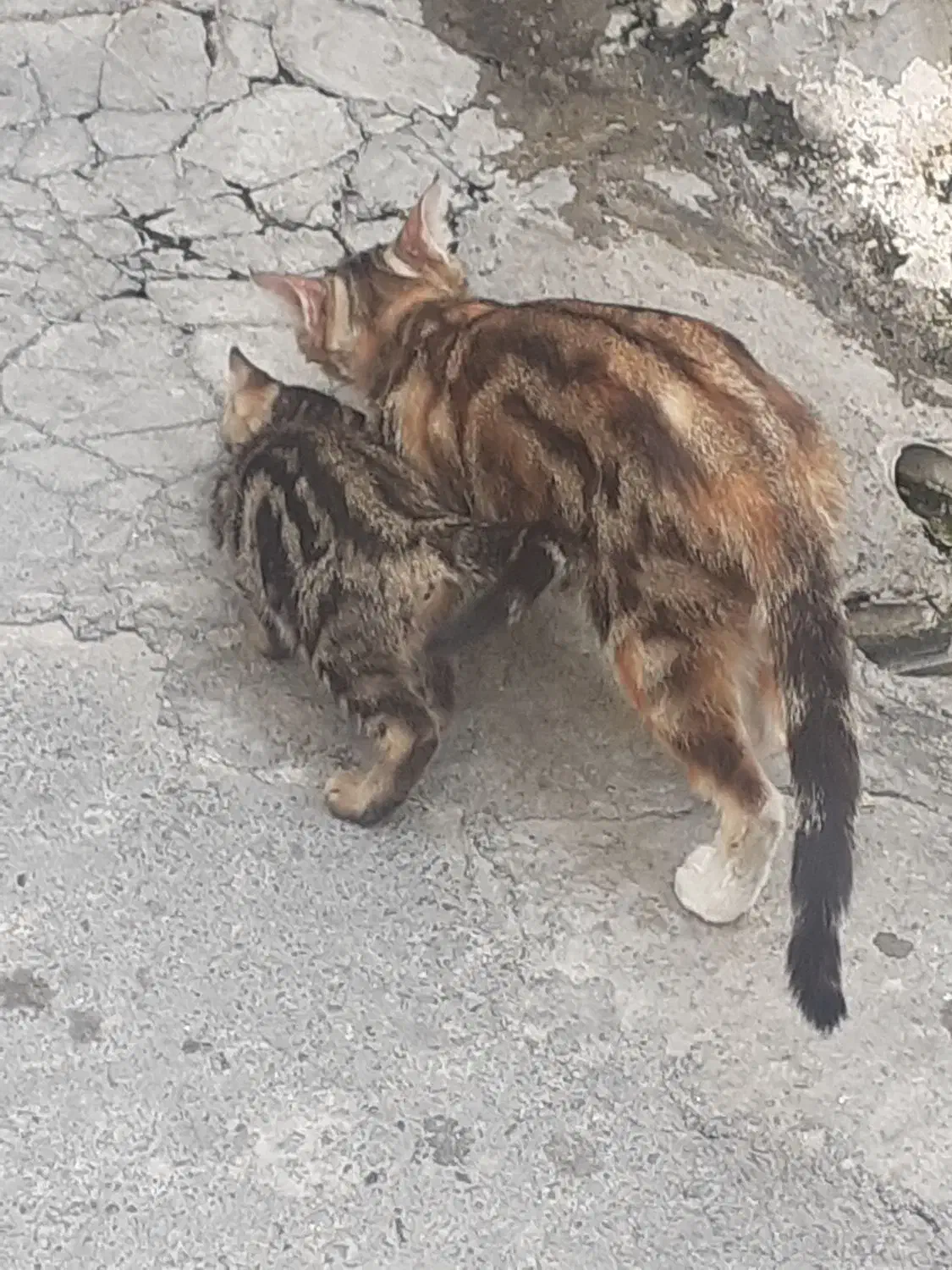 گربه آشرا|گربه|احمدآبادمستوفی, |دیوار