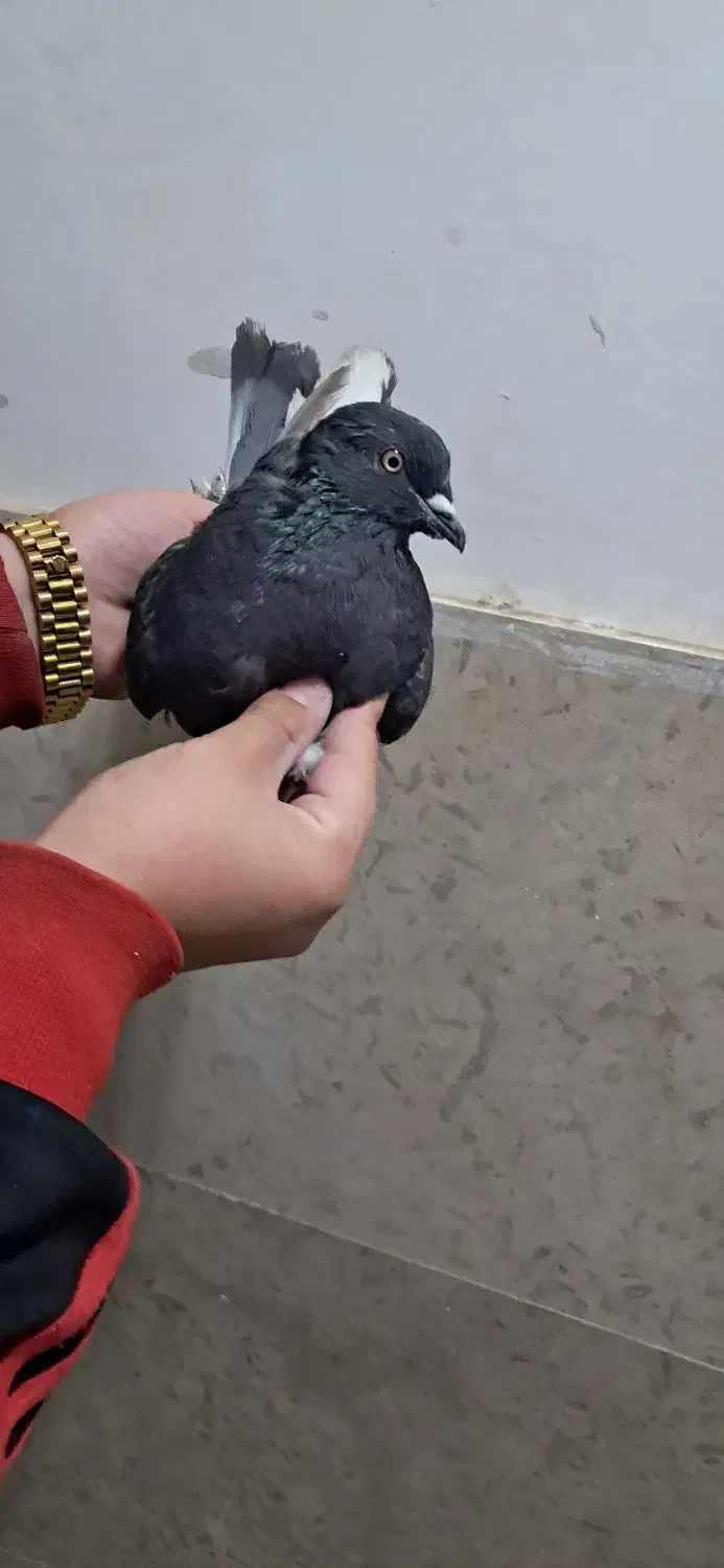 کفتر|پرنده|صباشهر, |دیوار