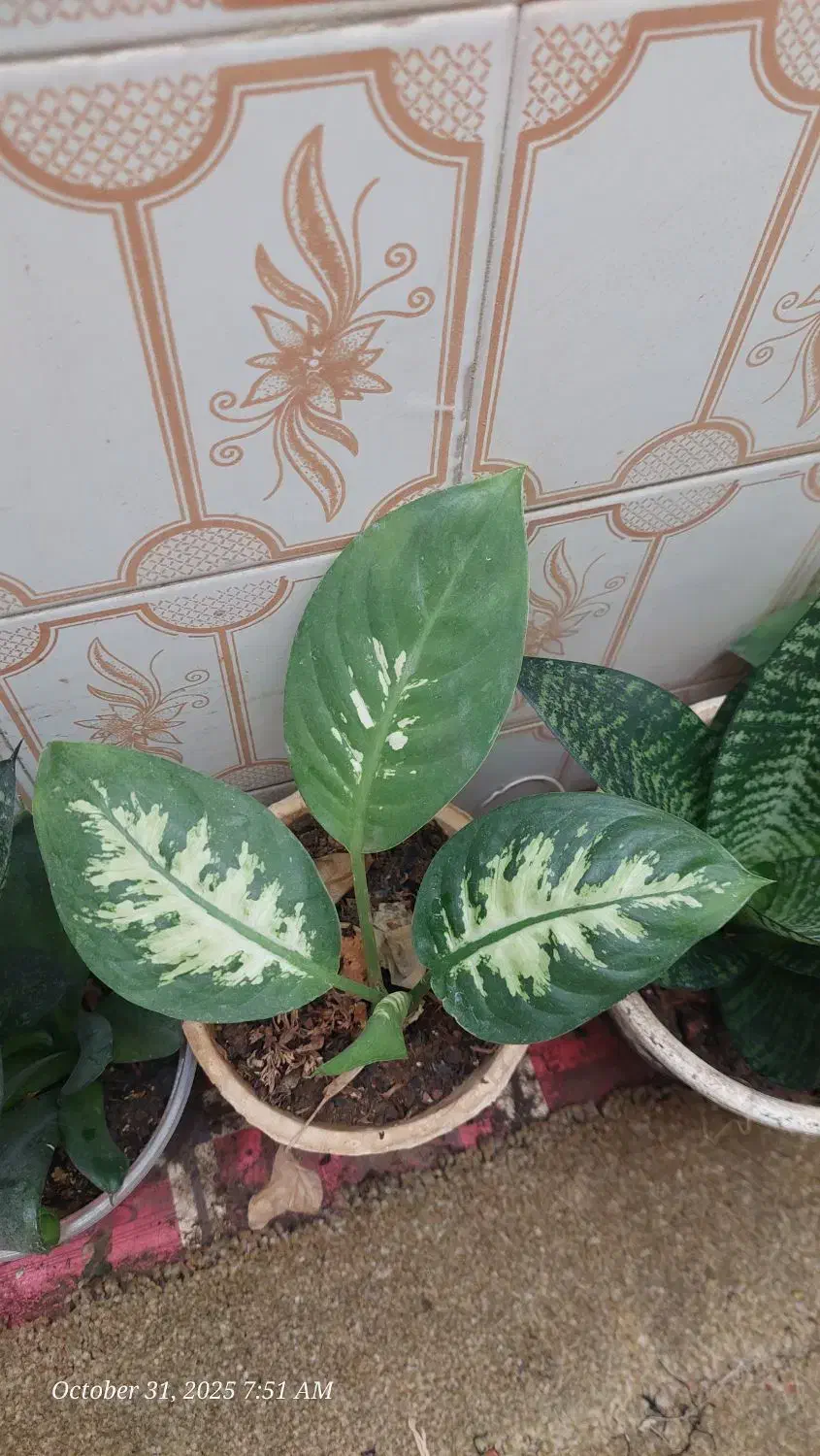 گل دیفن باخیا|گل و گیاه طبیعی|شیراز, شهرک والفجر|دیوار