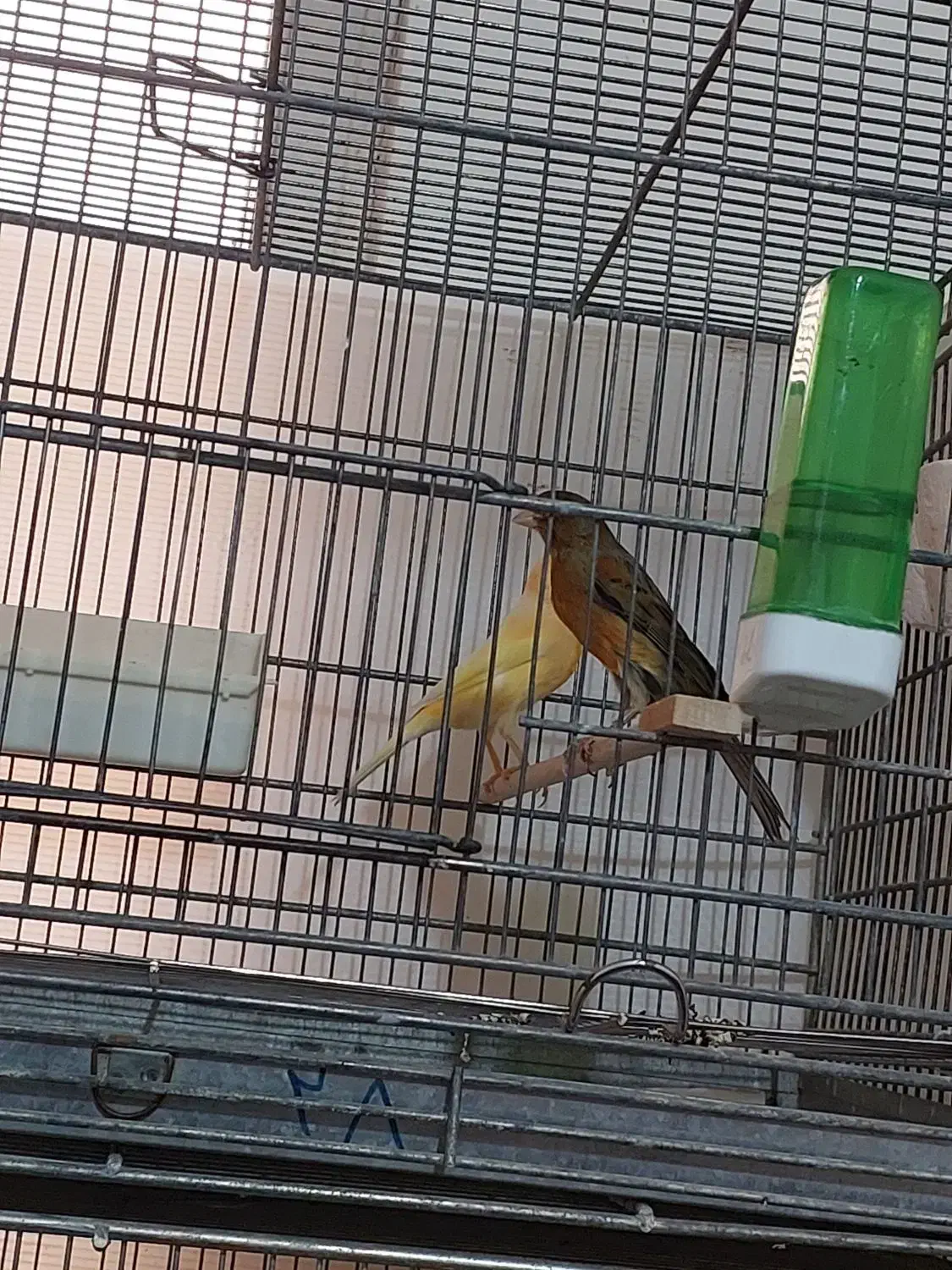 فروش قناری جفت خورده|پرنده|الوند, |دیوار