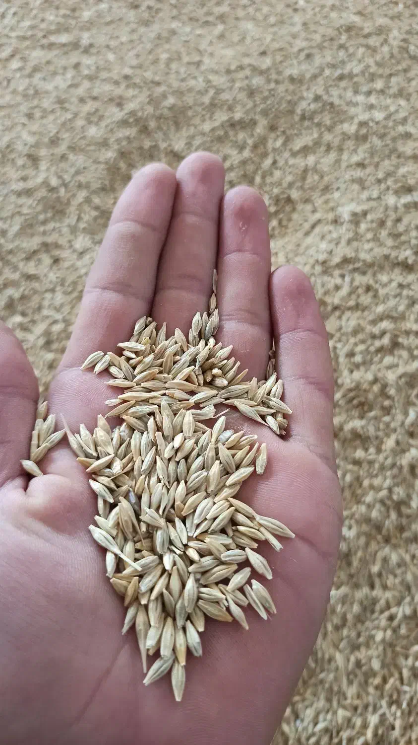 جو دیم|خدمات باغبانی و درختکاری|جیرنده, |دیوار