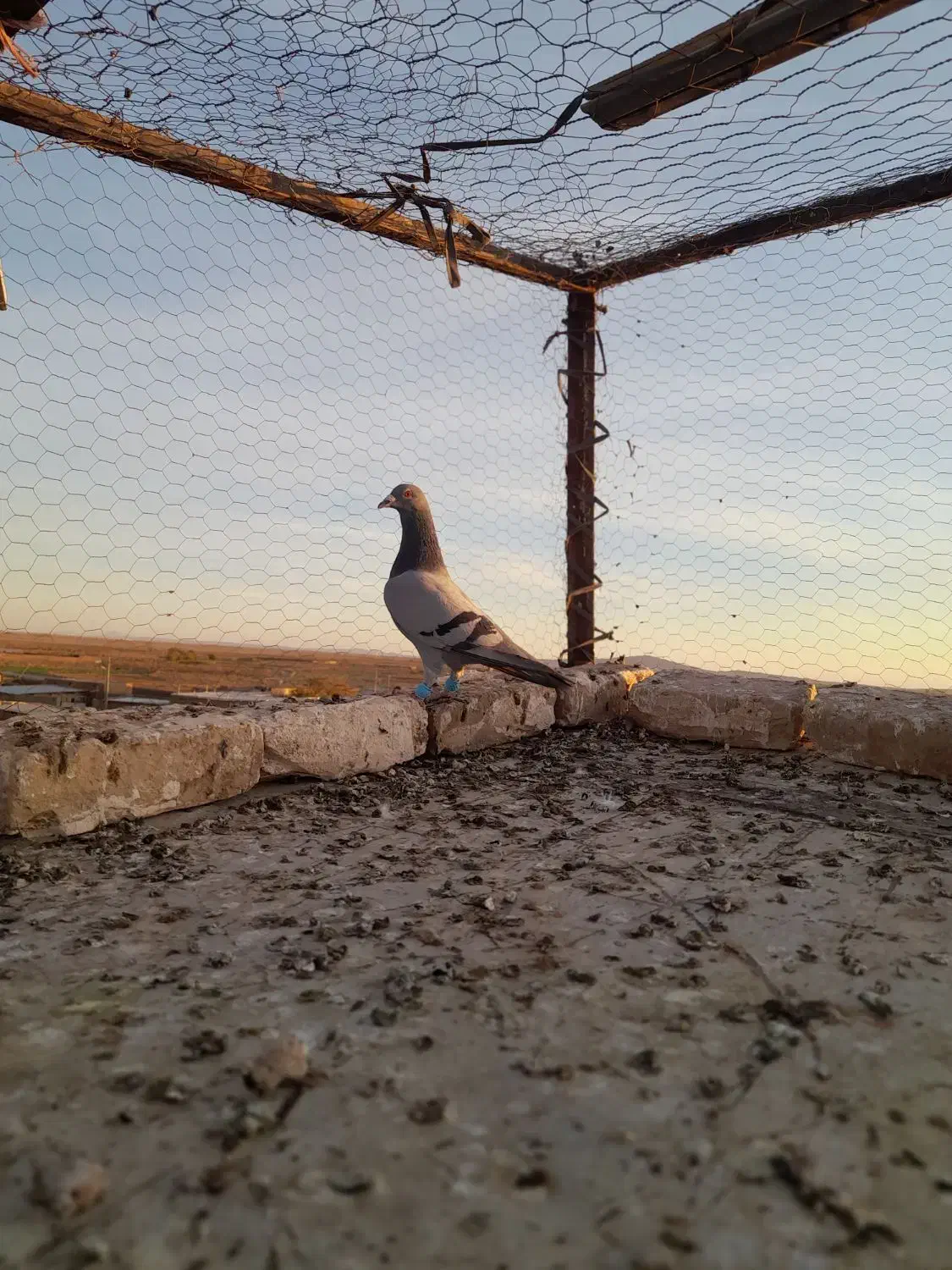 پرنده|پرنده|رشتخوار, |دیوار