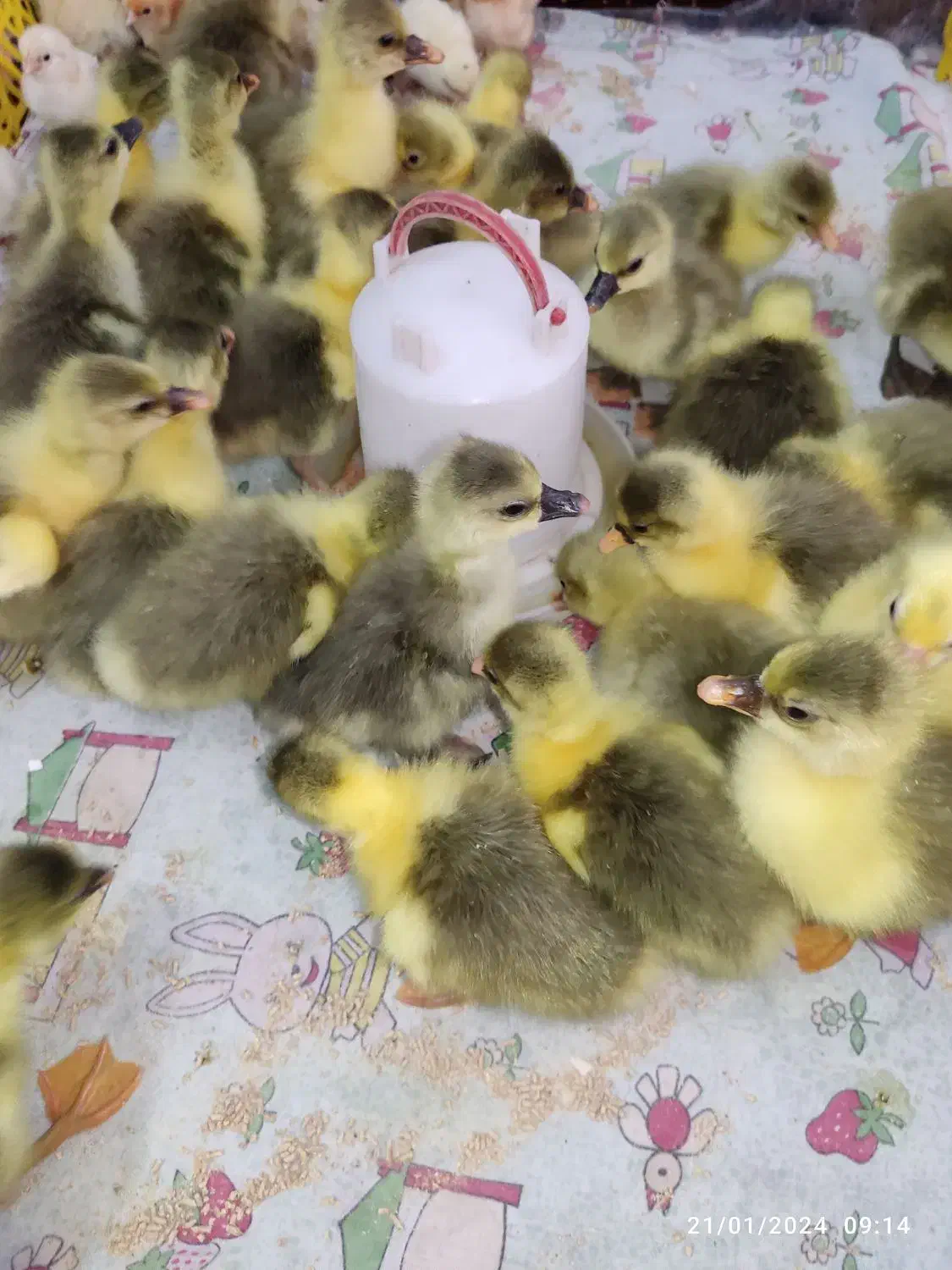 جوجه غاز درجه یک|حیوانات مزرعه|قائم‌شهر, |دیوار