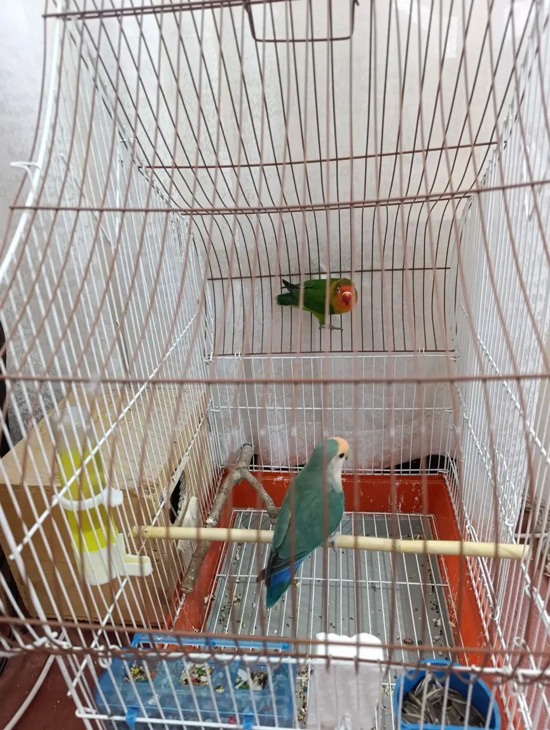 یه جفت طوطی برزیلی باقفس|پرنده|شیراز, شهرک کوشکک|دیوار