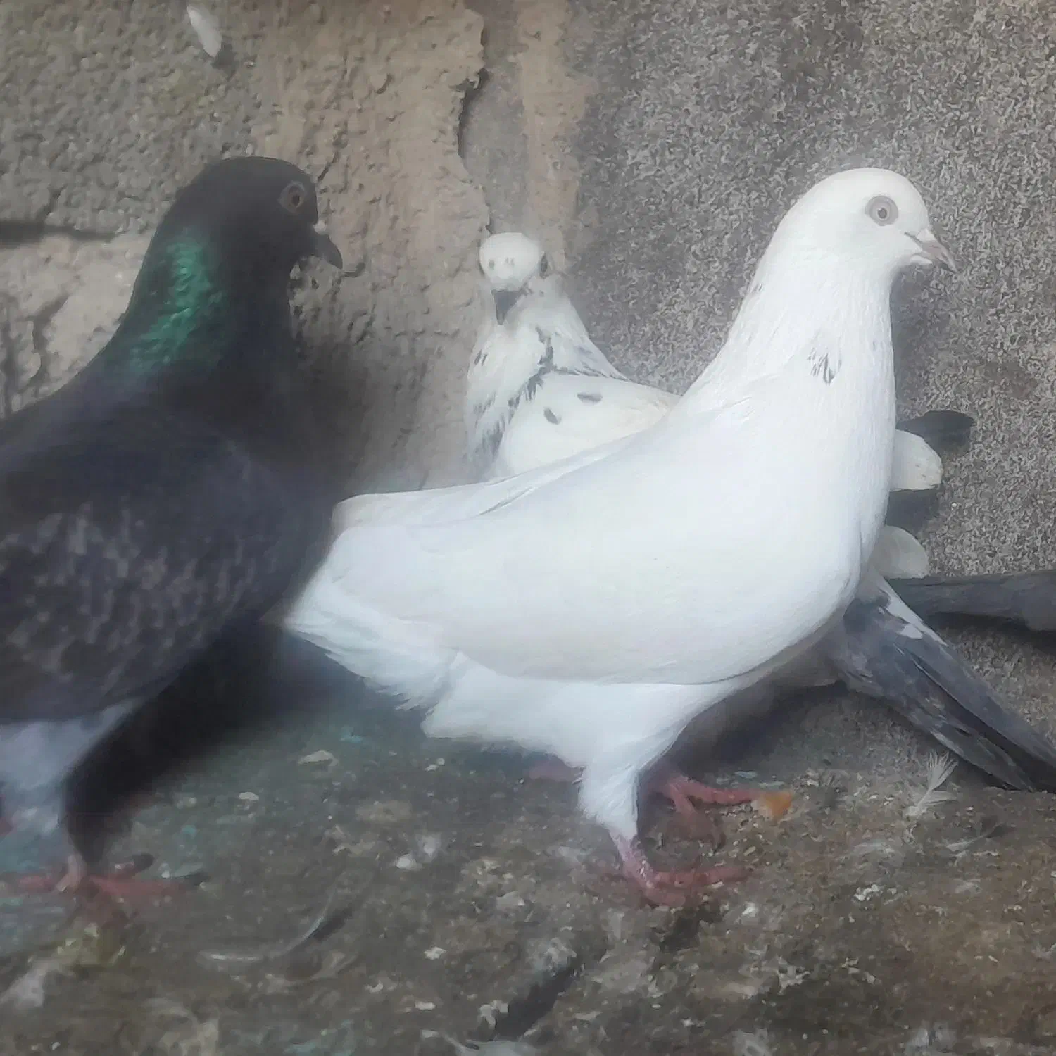 کبوتر|پرنده|رودسر, |دیوار