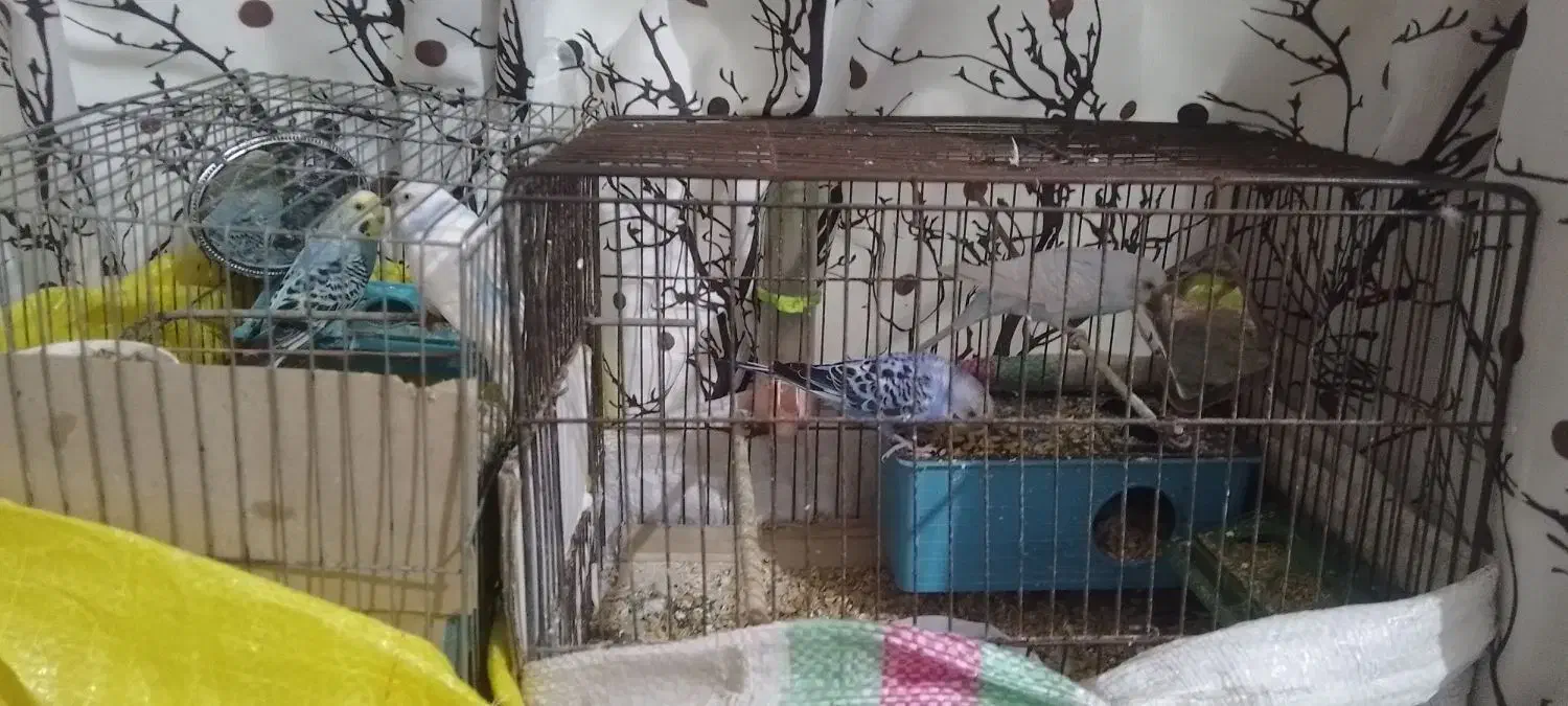 دو جفت مرغ عشق همراه با قفس|پرنده|لوشان, |دیوار