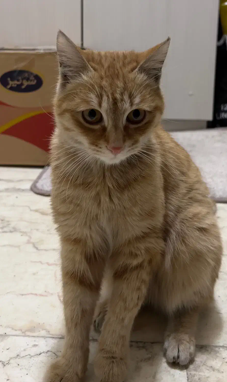 گربه پیدا شده|حیوانات|تهران, هفده شهریور|دیوار