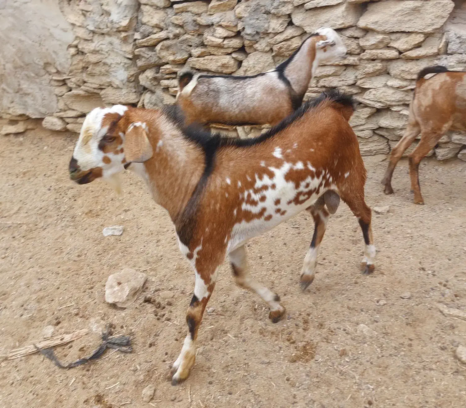 نری و برره چاق|حیوانات مزرعه|قشم, |دیوار