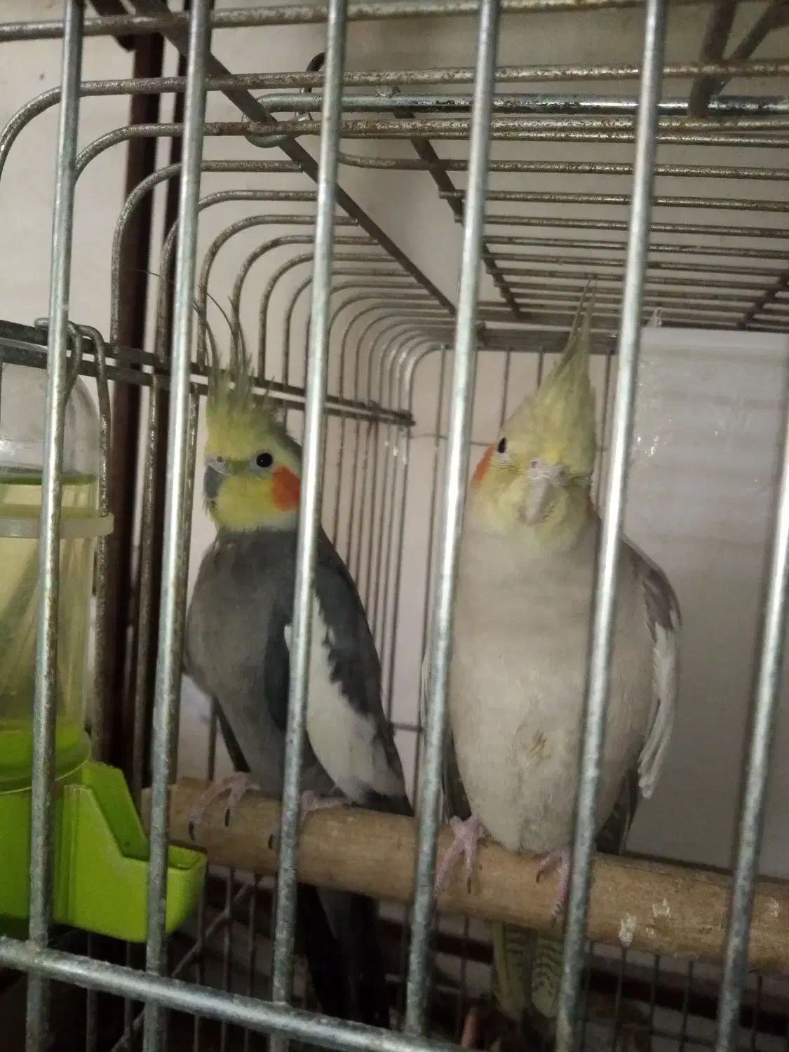 عروس هلندی مولد با جوجه وبدون جوجه|پرنده|رشت, سعدی (تختی)|دیوار