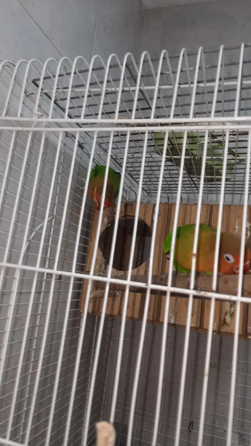 طوطی برزیلی|پرنده|تهران, شارق|دیوار