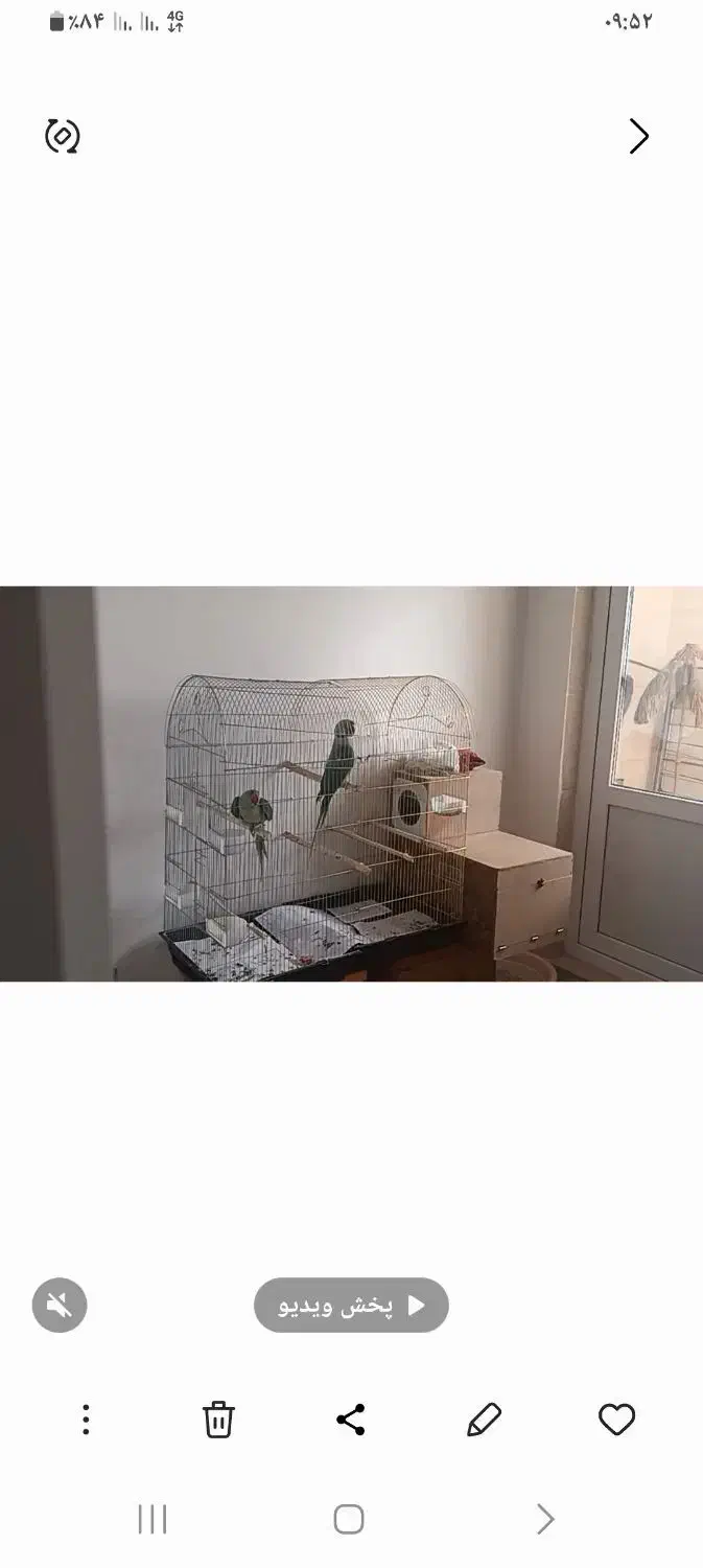 شاه طوطی سخنگو|پرنده|بستان آباد, |دیوار