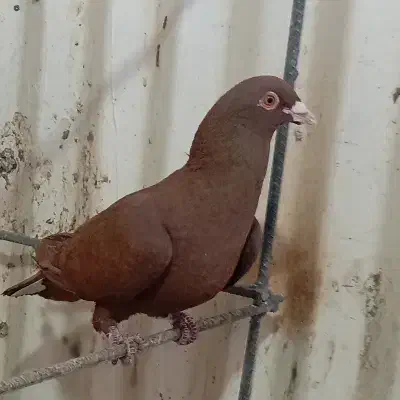 یه جفت سرخ|پرنده|قزوین, |دیوار