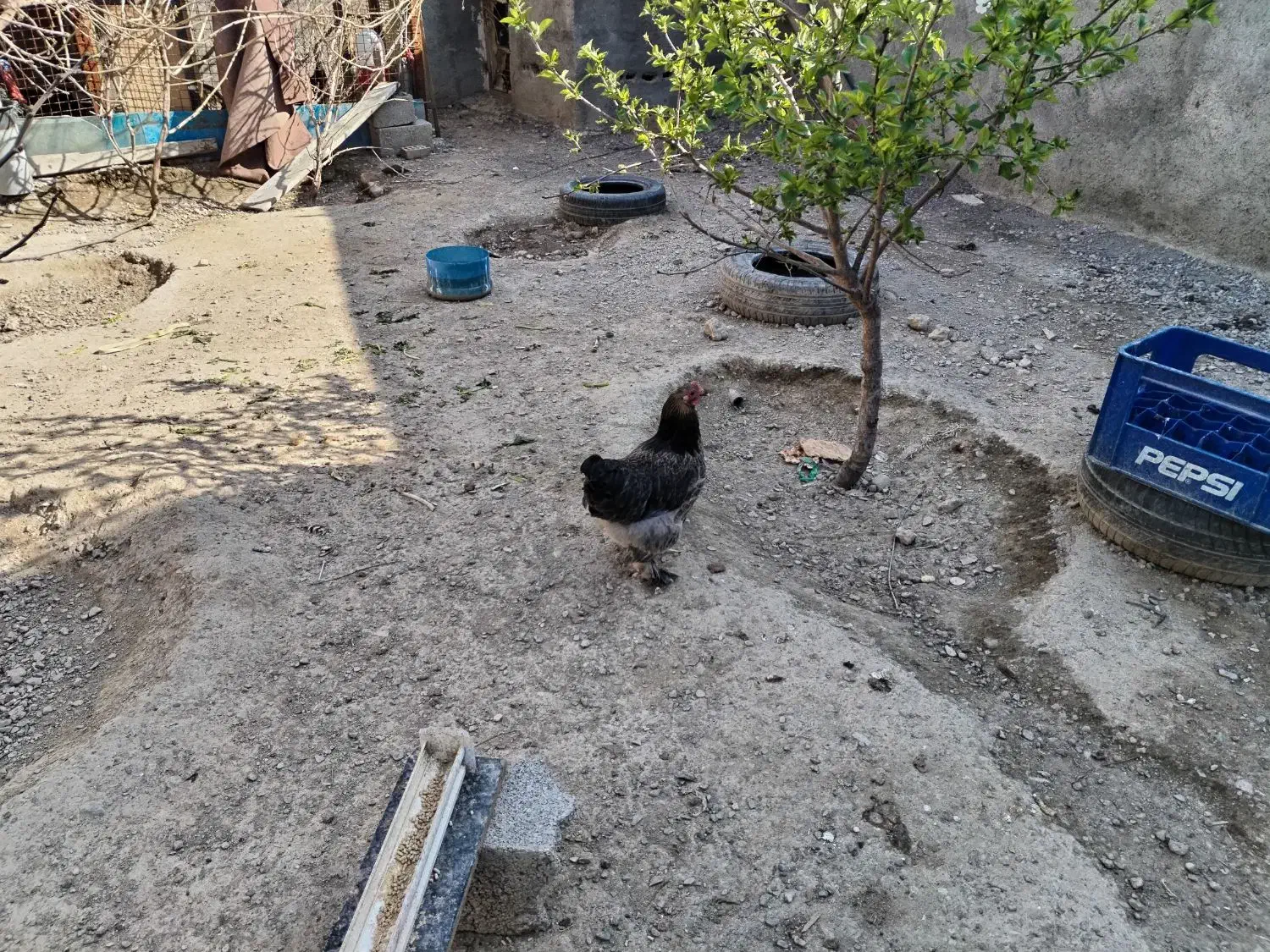 مرغ|حیوانات مزرعه|مشهد, گرجی علیا|دیوار