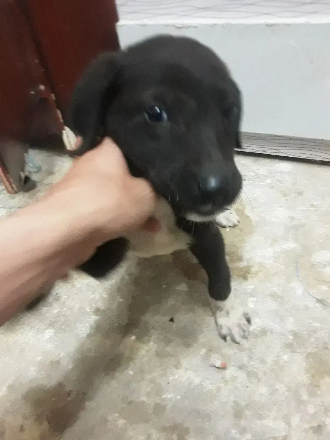 سگ نر|سگ|قوچان, |دیوار