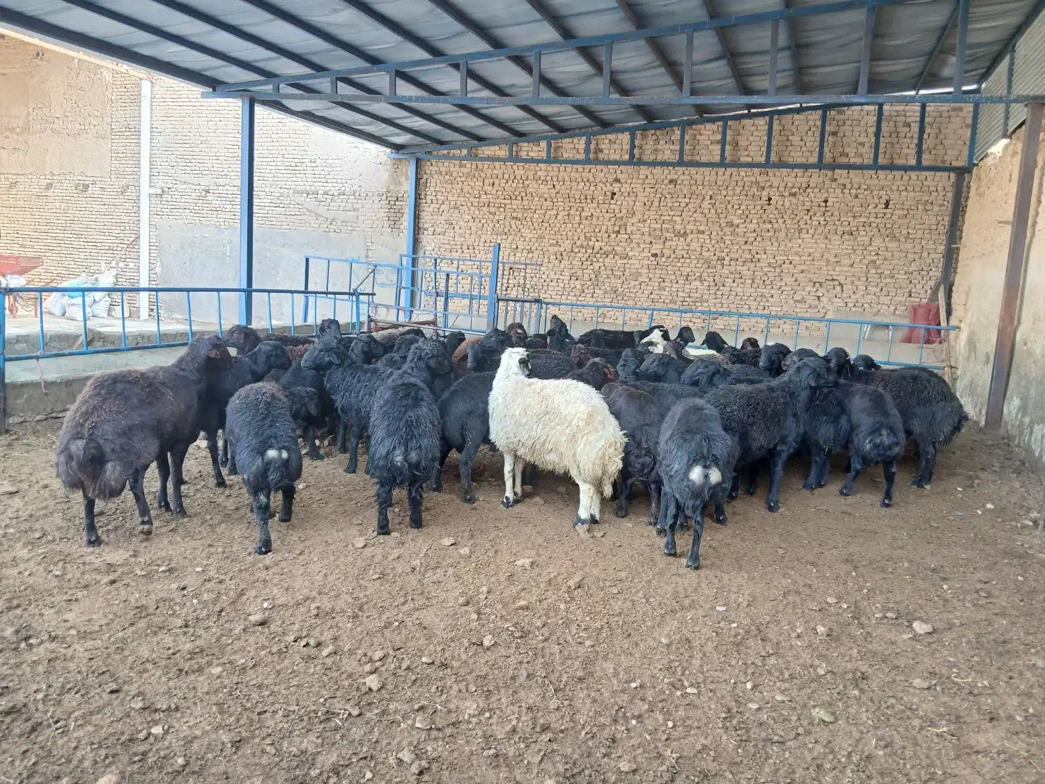 ۶۰راس قوچ قره قزل اصل|حیوانات مزرعه|لالجین, |دیوار