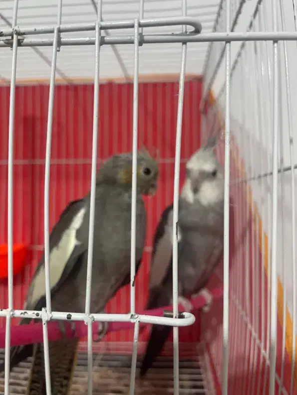 عروس هلندی|پرنده|مشهد, یوسفیه (شهرک غرب)|دیوار