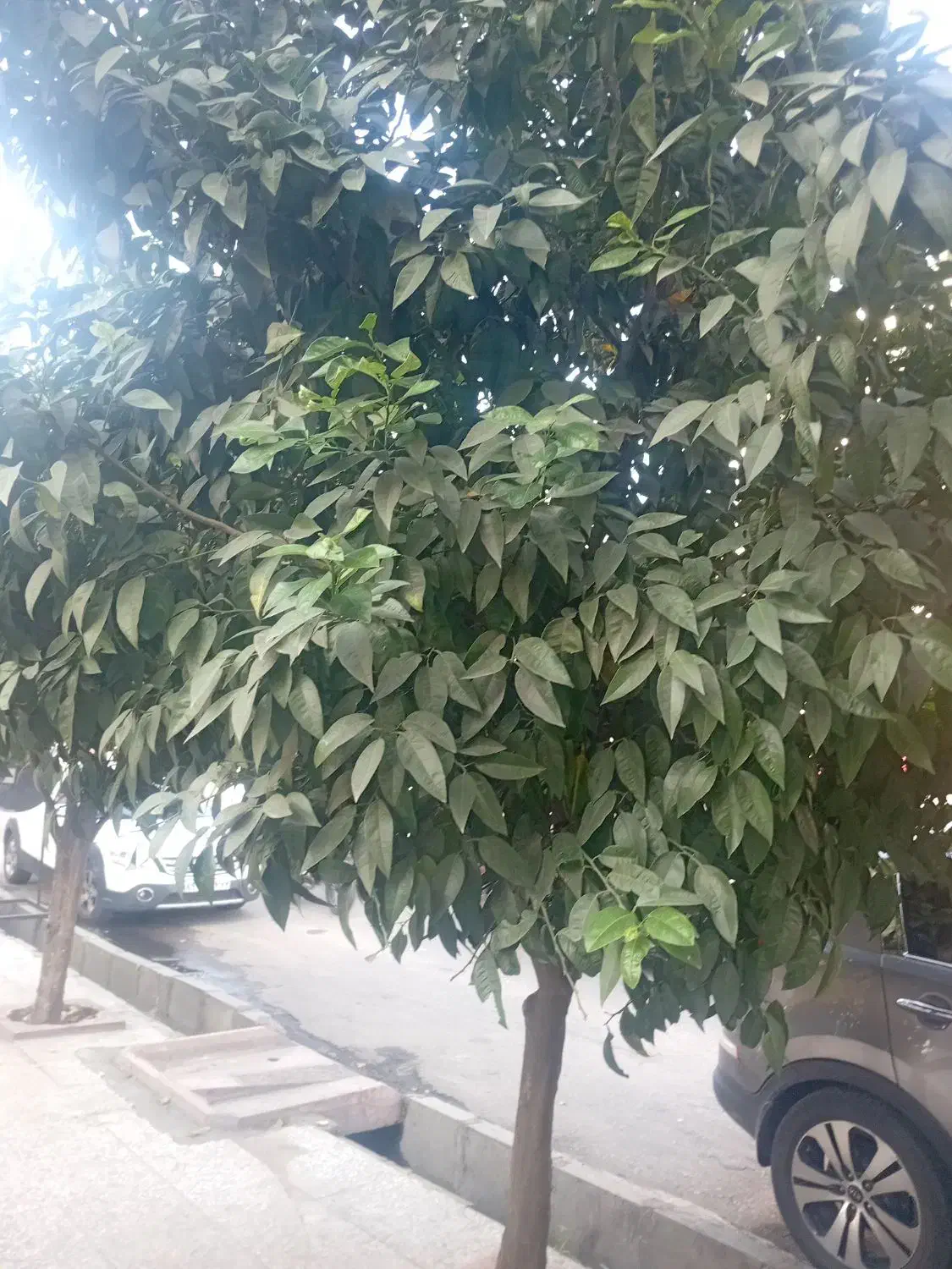 فروش زمین بره اتوبان|فروش دفتر صنعتی، کشاورزی، تجاری|زرگرشهر, |دیوار