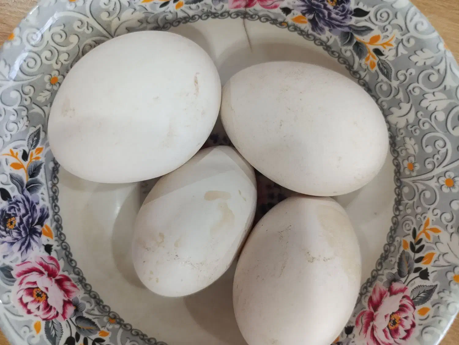 تخم قو غاز لیندا اصیل|حیوانات مزرعه|شلمان, |دیوار