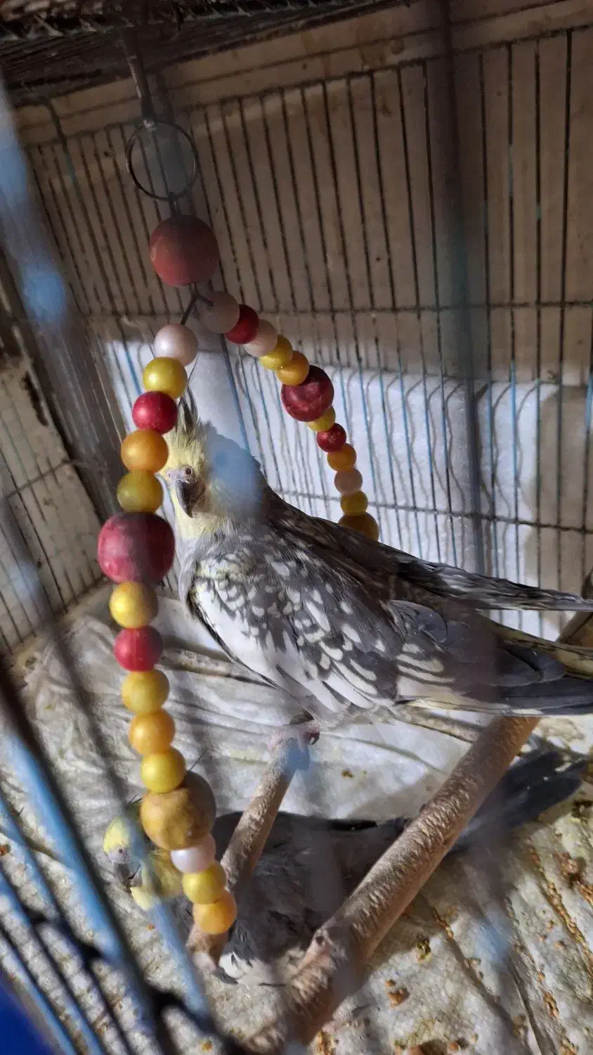 عروس هلندی گل باقالی ماده|پرنده|قم, کیوانفر|دیوار