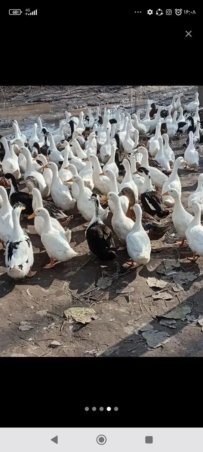 فروش اردک گوشتی وزن بالا|حیوانات مزرعه|بیرانوند, |دیوار