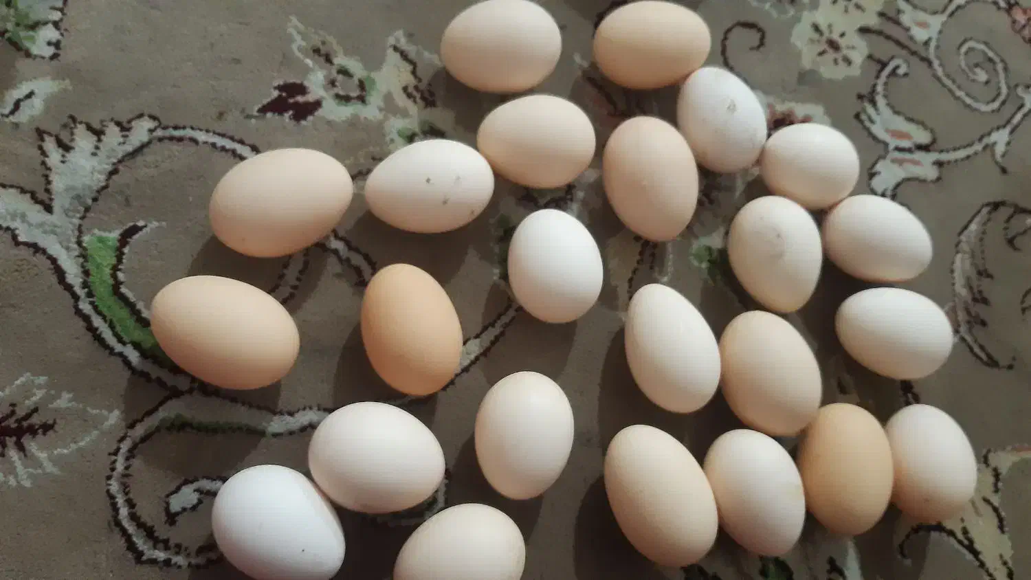 تخم مرغ  خانگی|خوردنی و آشامیدنی|مشهد, سیس‌آباد|دیوار