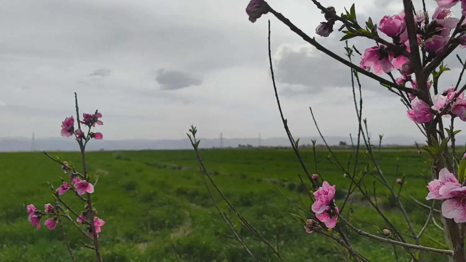 رهن و اجاره زمین کشاورزی|اجارهٔ دفتر صنعتی، کشاورزی، تجاری|مرودشت, رامجرد یک|دیوار