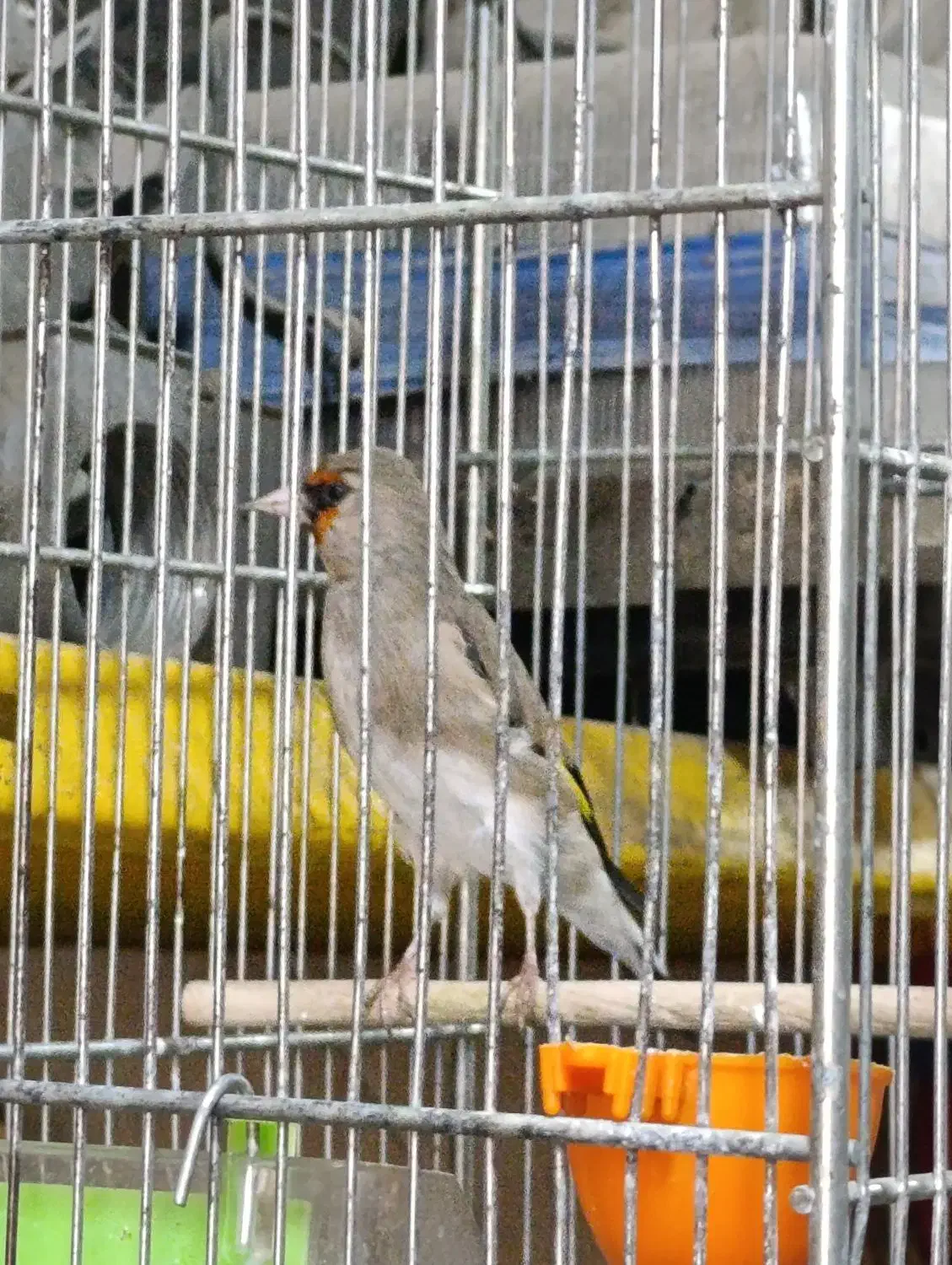 سهره جوجه قفس|پرنده|کهریزک, |دیوار